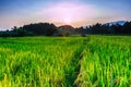 Landscape evening Paddy field Royalty Free Stock Photo