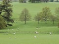 Landscape Ewes with lambs in Parkland Royalty Free Stock Photo