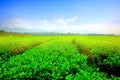 landscape of green tea plantation on high land Changrai Thailand Royalty Free Stock Photo