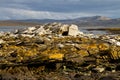 Landscape Falkland Islands