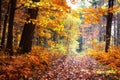 Landscape of fall woodland Royalty Free Stock Photo