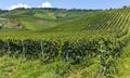 Famous green terraced vineyards in Mosel river valley, Germany, production of quality white and red wine, riesling Royalty Free Stock Photo