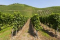 Famous green terraced vineyards in Mosel river valley, Germany, production of quality white and red wine, riesling Royalty Free Stock Photo