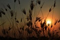 Landscape fantastic grass and sunset.