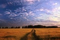 Landscape fantastic sunset on the wheat field Royalty Free Stock Photo