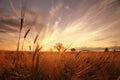 Landscape fantastic sunset on the wheat field