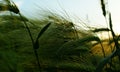 Landscape fantastic sunset on the wheat field sunbeams glare Royalty Free Stock Photo