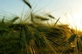 Landscape fantastic sunset on the wheat field sunbeams glare Royalty Free Stock Photo