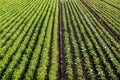 Landscape of a farm field of plantation of potato and eggplant bushes. Surface heavy irrigation system. Agroindustry, agribusiness Royalty Free Stock Photo