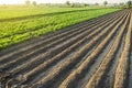 Landscape of a farm plantation field. Juicy greens of potato and carrot tops. European organic farming. Growing food. Root tubers Royalty Free Stock Photo