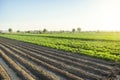 Landscape of a farm plantation field. Juicy greens of potato and carrot tops. Land processing and cultivation. Agroindustry and Royalty Free Stock Photo