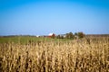 Red barn across a field of dried cornstalks Royalty Free Stock Photo