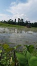 Landscape farming field water sky clouds