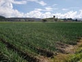 landscape with the farming fields of onion of the agricultural industry in summer season