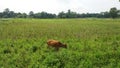 Landscape farming grass