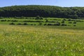 Landscape of farming lands with meadows and group of trees