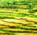 LANDSCAPE FARMLAND IN CENTRAL JAVA