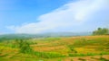 LANDSCAPE FARMLAND IN CENTRAL JAVA