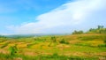 LANDSCAPE FARMLAND IN CENTRAL JAVA