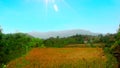 LANDSCAPE FARMLAND IN CENTRAL JAVA