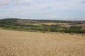 Landscape with farmland and woodland cereal crops