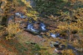 Leaf fall on fast forest mountain river at autumn. Carpathians. Ukraine Royalty Free Stock Photo