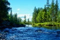 Landscape with fast river, pine green forest and blue sky Royalty Free Stock Photo