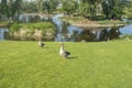 Landscape with fat gooses and swans in park in .Dniro city, Ukraine