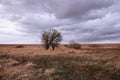 The landscape features a leafless tree, dry grass, and an overcast sky Royalty Free Stock Photo