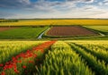 Landscape features vibrant agricultural fields segmented by crop type Royalty Free Stock Photo