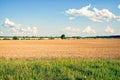 A landscape featuring golden crops ready for harvest under a blue sky dotted with white clouds Royalty Free Stock Photo