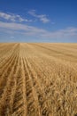 Harvested Grain Field Canadian Prairies Royalty Free Stock Photo