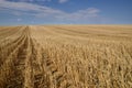 Harvested Grain Field Canadian Prairies Royalty Free Stock Photo