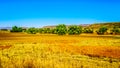 Landscape with the fertile farmlands along highway R26, in the Free State province of South Africa