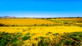 Landscape with the fertile farmlands along highway R26, in the Free State province of South Africa Royalty Free Stock Photo