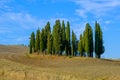 Landscape of field with alone cypresses