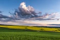 Landscape of field of beautiful springtime golden flower of rapeseed with blue sky before sunset with rural road and beautiful Royalty Free Stock Photo