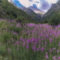 landscape with a field with blooming chamaenerion angustifolium, willow herb in mountains in summer