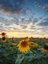 Landscape of field of blooming sunflowers with a sunset background during the golden hour. Royalty Free Stock Photo