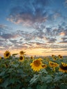 Landscape of field of blooming sunflowers with a sunset background during the golden hour. Royalty Free Stock Photo