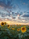 Landscape of field of blooming sunflowers with a sunset background during the golden hour. Royalty Free Stock Photo