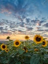 Landscape of field of blooming sunflowers with a sunset background during the golden hour. Royalty Free Stock Photo