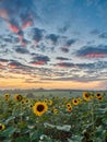 Landscape of field of blooming sunflowers with a sunset background during the golden hour. Royalty Free Stock Photo