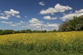 Landscape of a field covered in yellow flowers under the sunlight and a blue cloudy sky Royalty Free Stock Photo