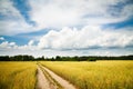 Landscape with Field and Empty Countryside Road Royalty Free Stock Photo