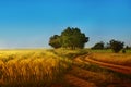 Landscape - field with over-mature ears of rye and wheat. Royalty Free Stock Photo