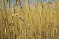 landscape field of ripening wheat against blue sky. Spikelets of wheat with grain shakes wind. grain harvest ripens Royalty Free Stock Photo