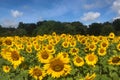 Landscape of a field of sunflowers in the country under a blue sky