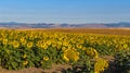 Landscape of a Field of Sunflowers in North Central Oregon