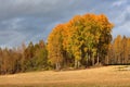 Landscape field trees autumn colors Royalty Free Stock Photo
